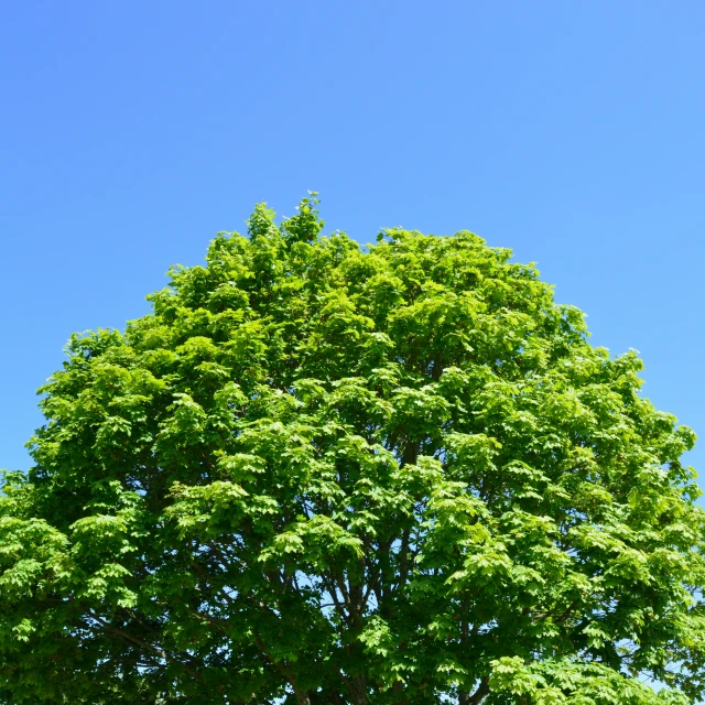 a large tree with very big green leaves