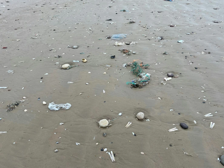 a sandy beach with small shells and sea urchins