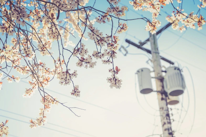 an electric pole and some trees with blossoming nches