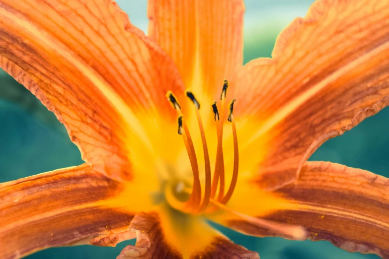 a very nice orange flower by itself