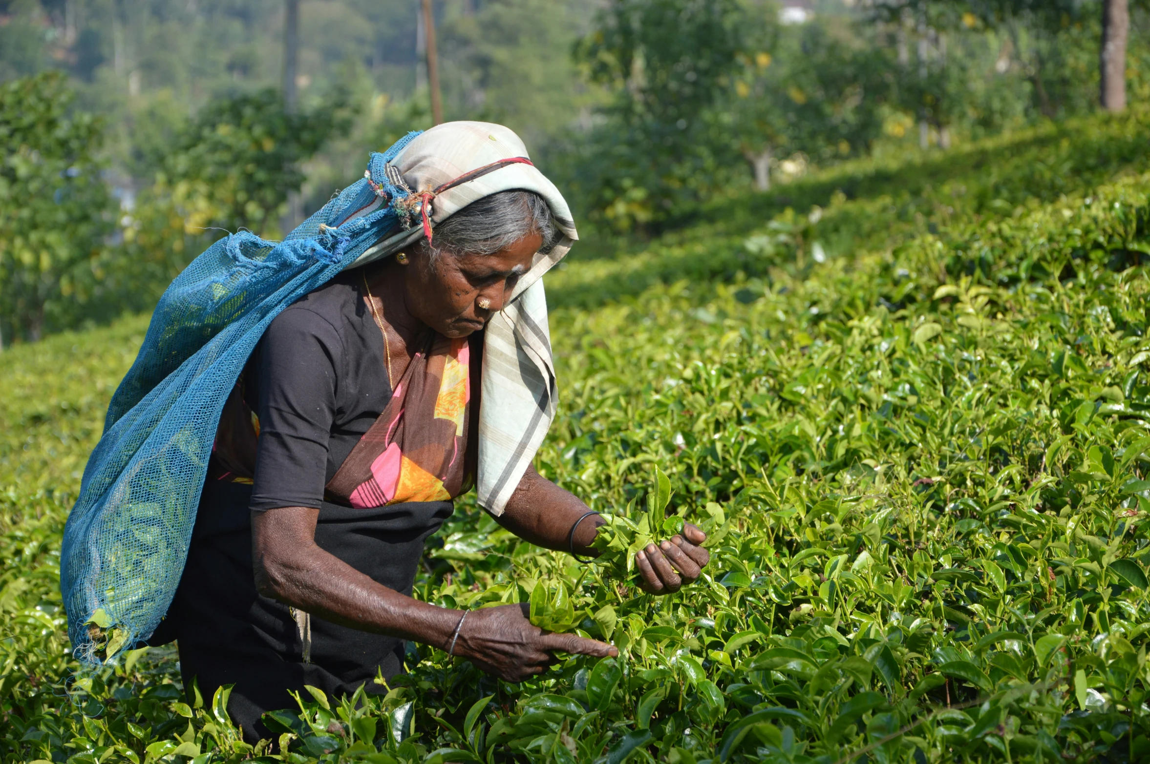 a woman is picking tea in a green field