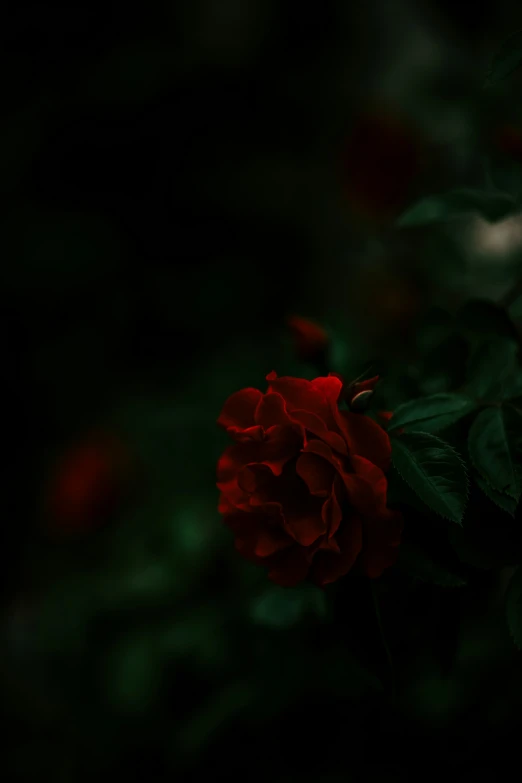 close up of a single red rose in the dark