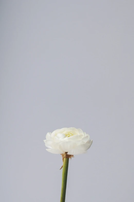 a white flower in a pot near some clouds