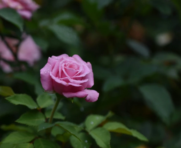 a very pretty pink rose with green leaves