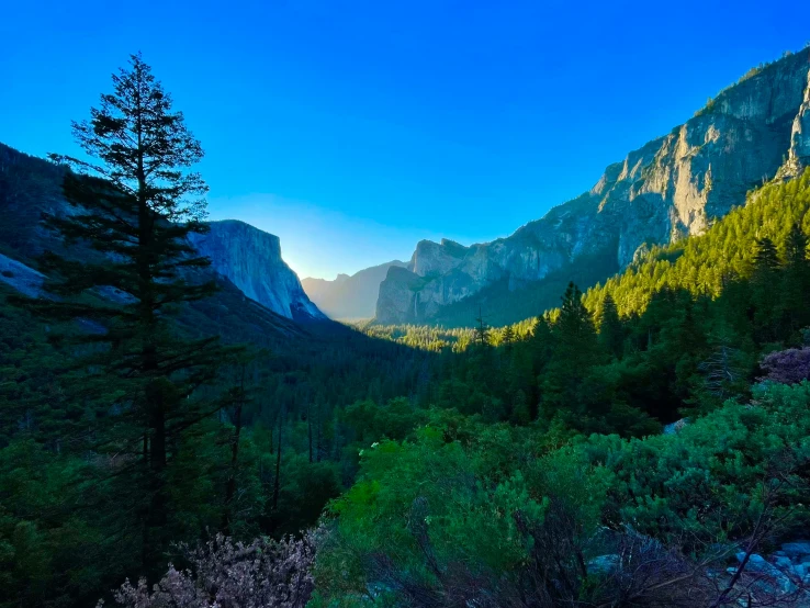 a lush green forest filled with trees on top of a mountain