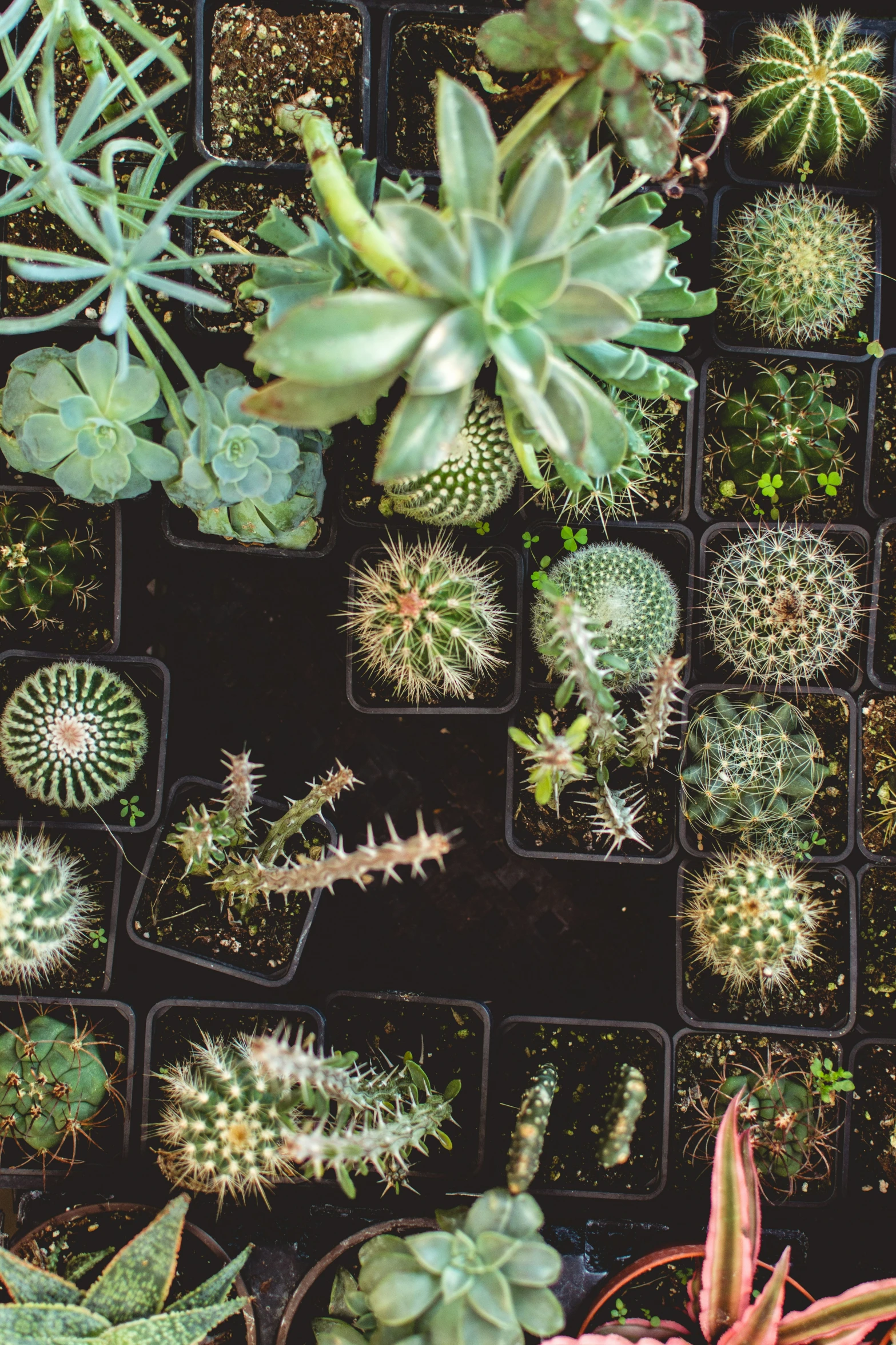 a group of cactus plants sitting in black trays