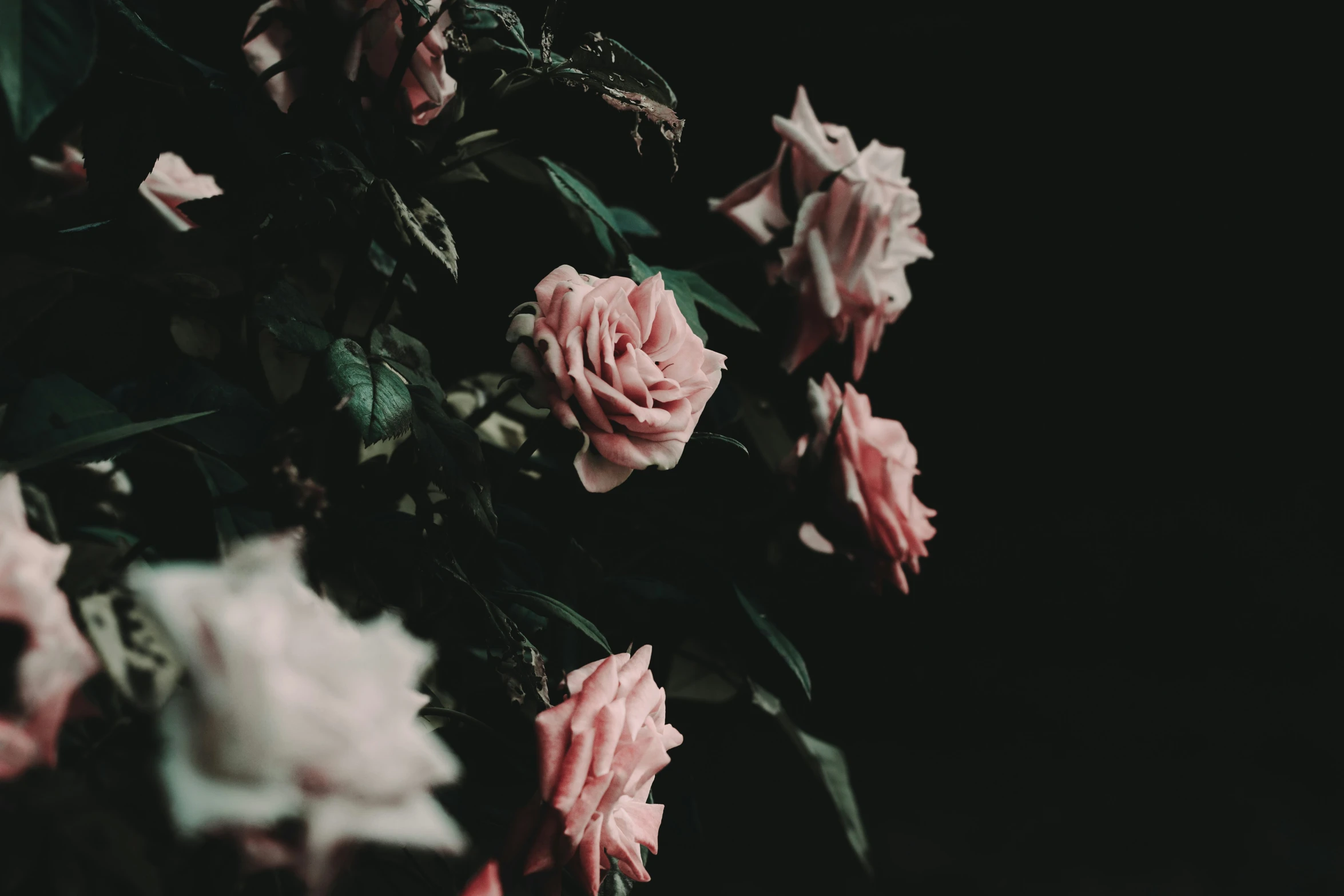 a bunch of pink flowers are on the plant