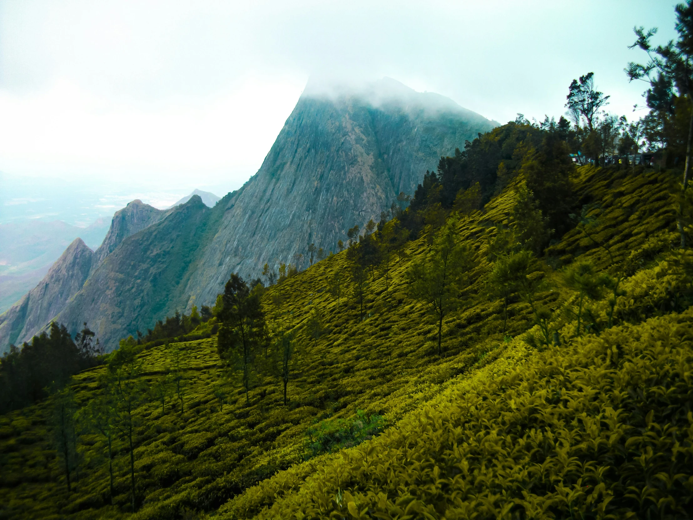 a lush green field with trees and a very tall mountain