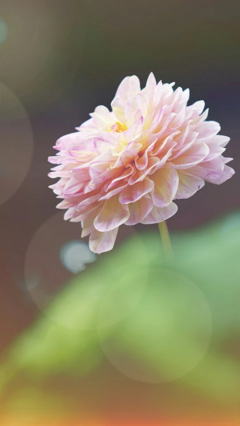 the large flower is blossoming on a soft background