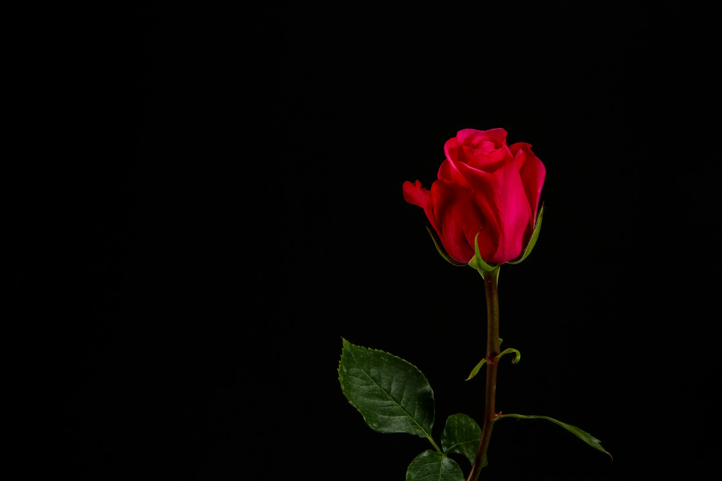 a single rose that is on a stalk