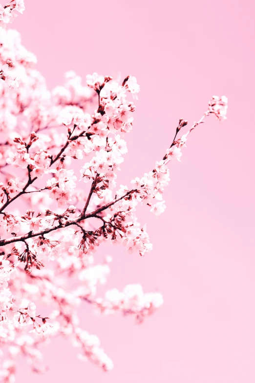 nches with flowers and leaves, against a blue sky