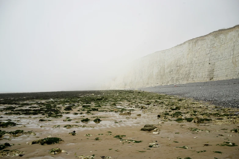 view of the beach from the ground with plants in it