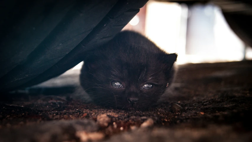 a kitten looking sad while hiding under a blanket