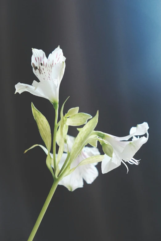 some kind of white flower with one of its petals exposed