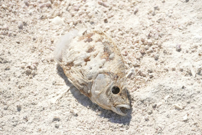 a dead fish is laying on the sand