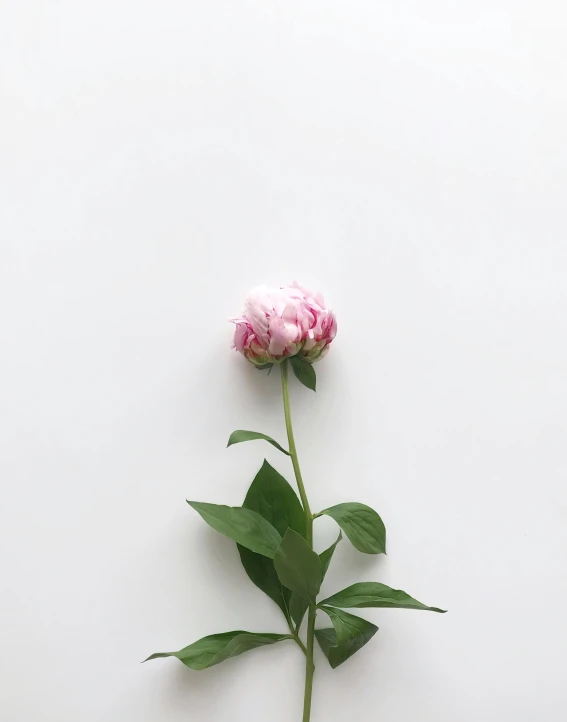 a single pink peony flower against a white wall