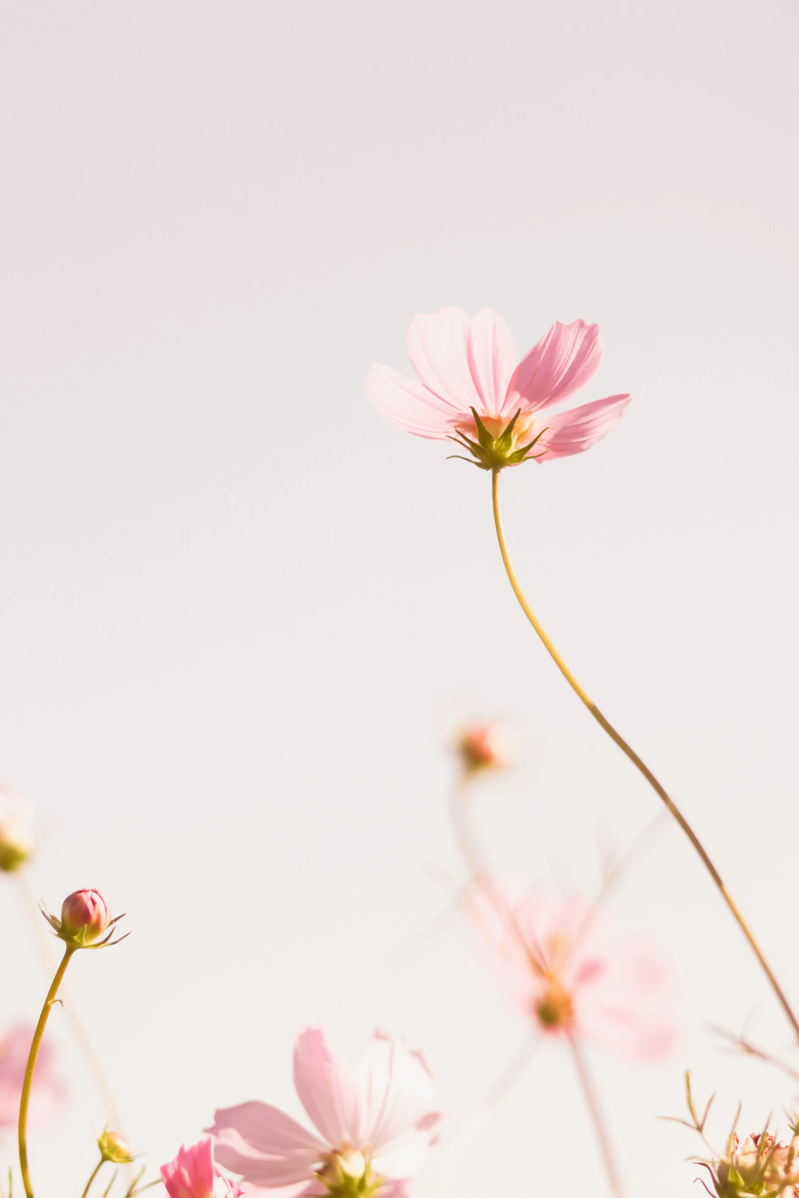 a field of pink flowers against a pink sky