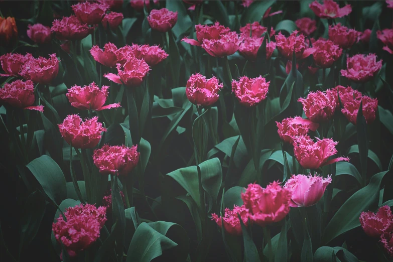 pink flowers with leaves around them in a garden