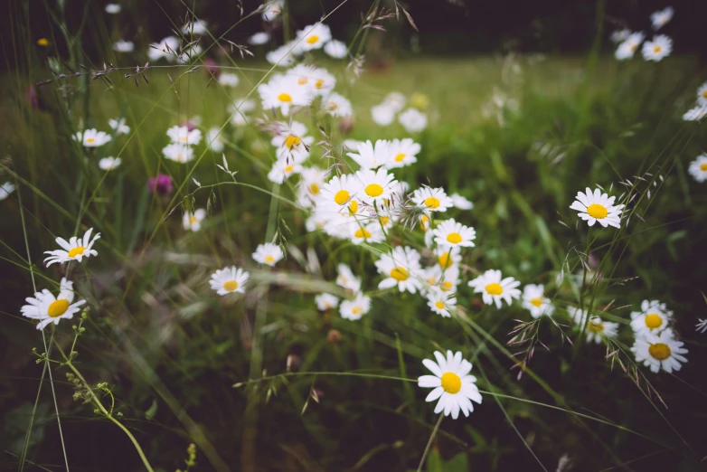 a small bunch of daisies are growing near the grass