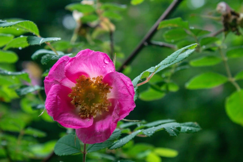 pink flower that is blooming in the middle of leaves