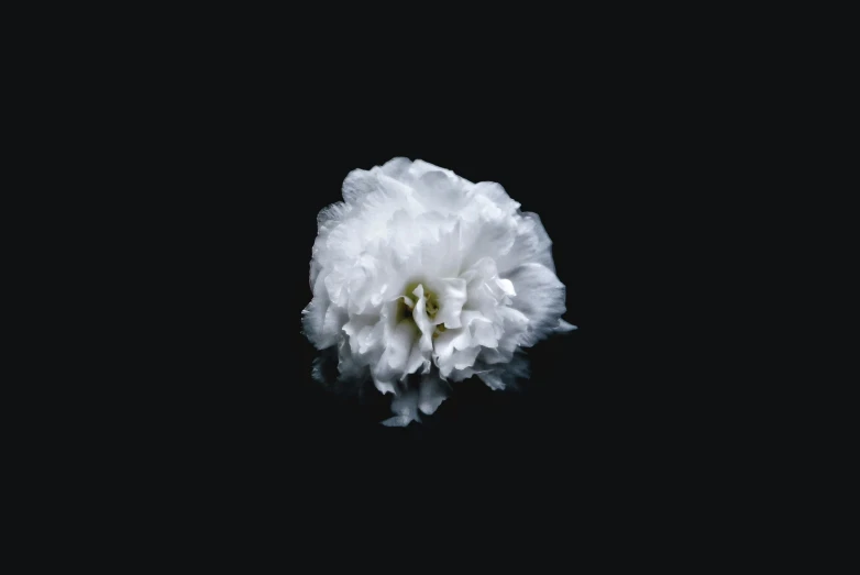 a white flower on a black background