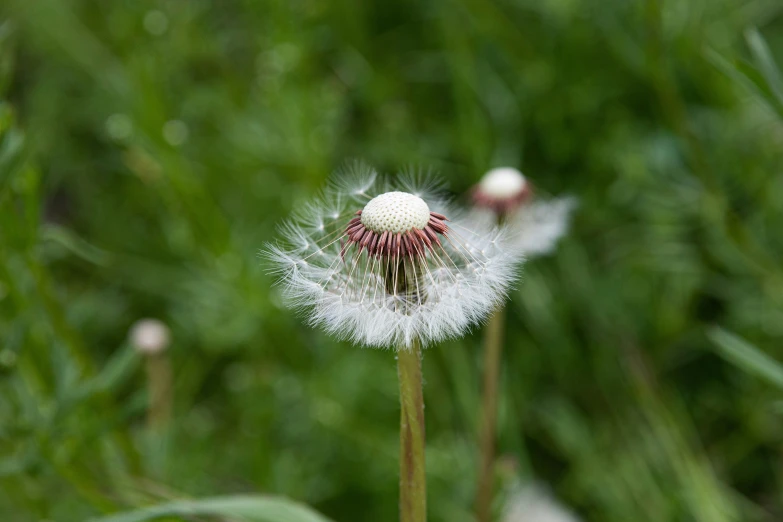 a single dandelion on top of some grass