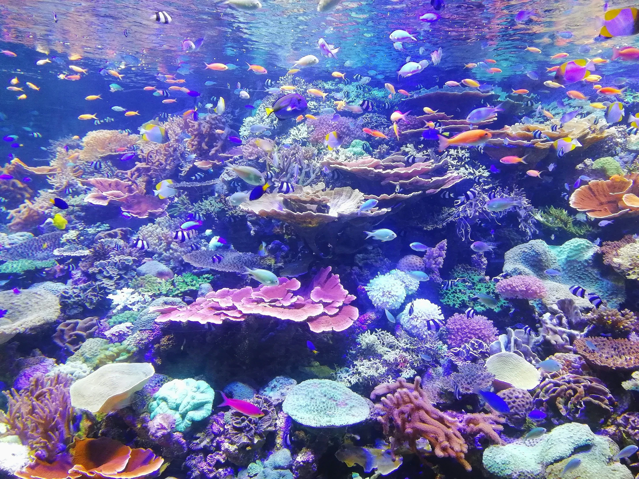 a colorful reef has many tropical fish and life