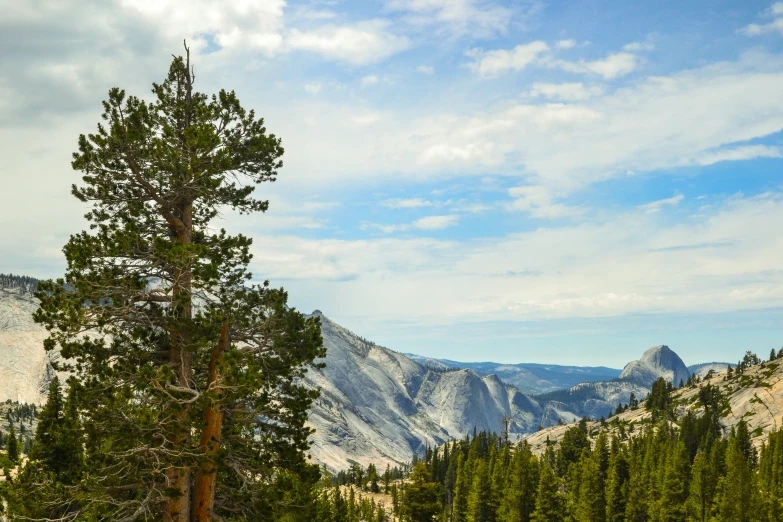 some big trees and mountains in the back ground