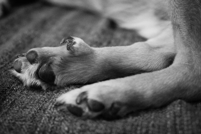 a black and white po of a cat sleeping