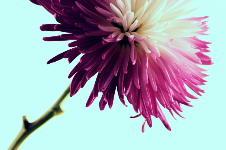 a flower is displayed on a white background