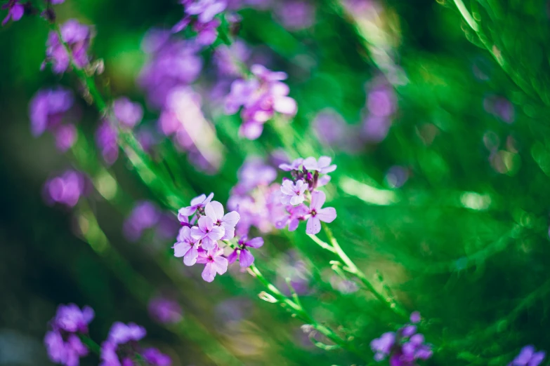 small lavender flowers with green background