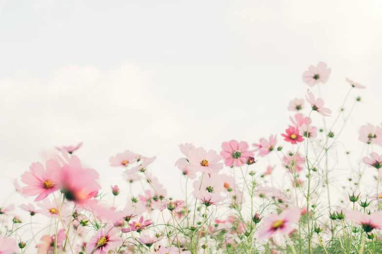 a large field full of pink flowers under the sky