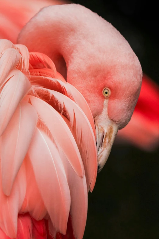 pink flamingo looking intently at the camera