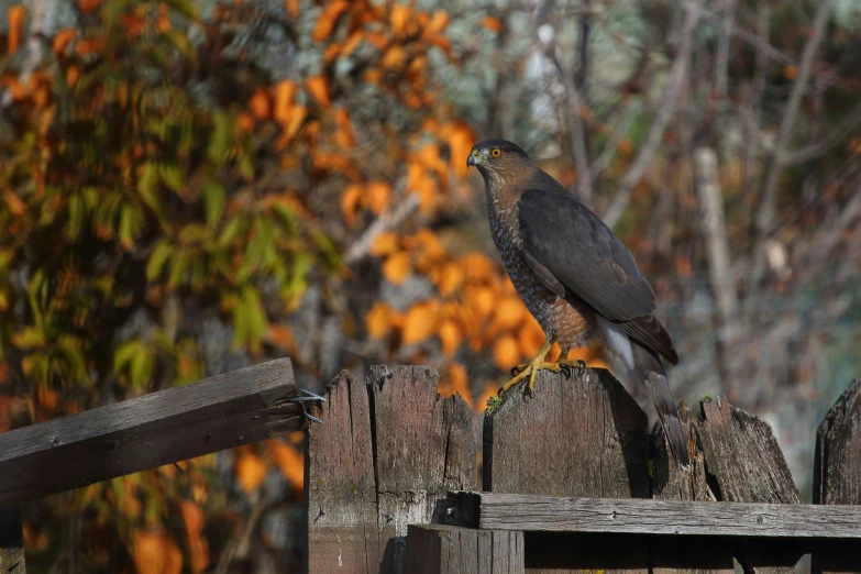 the bird is sitting on the edge of the fence