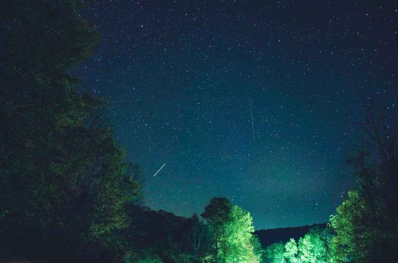 a tree forest with stars and the milky