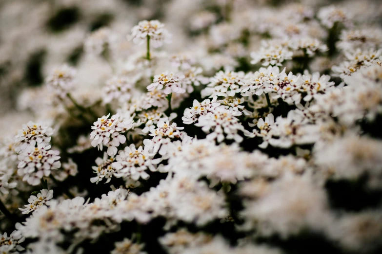 a small bush filled with white flowers