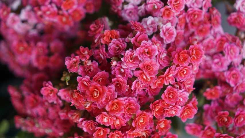 a large bush filled with flowers next to a tree