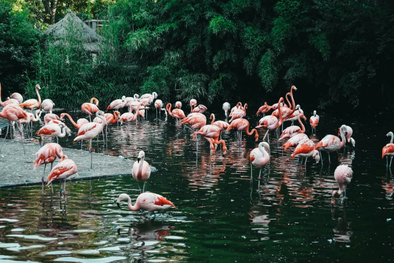 a flock of flamingos walking on water next to trees