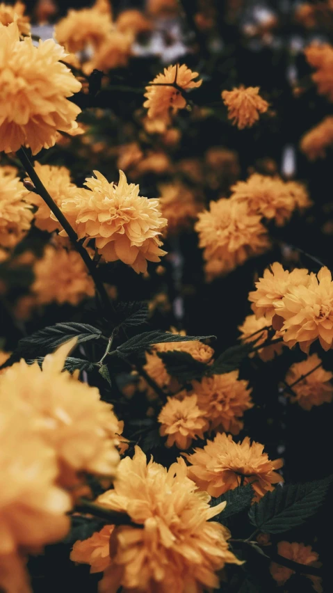 a bunch of yellow flowers are in bloom