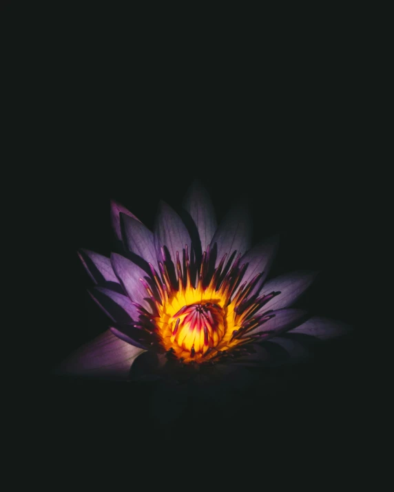 the flower has been painted yellow, purple and orange