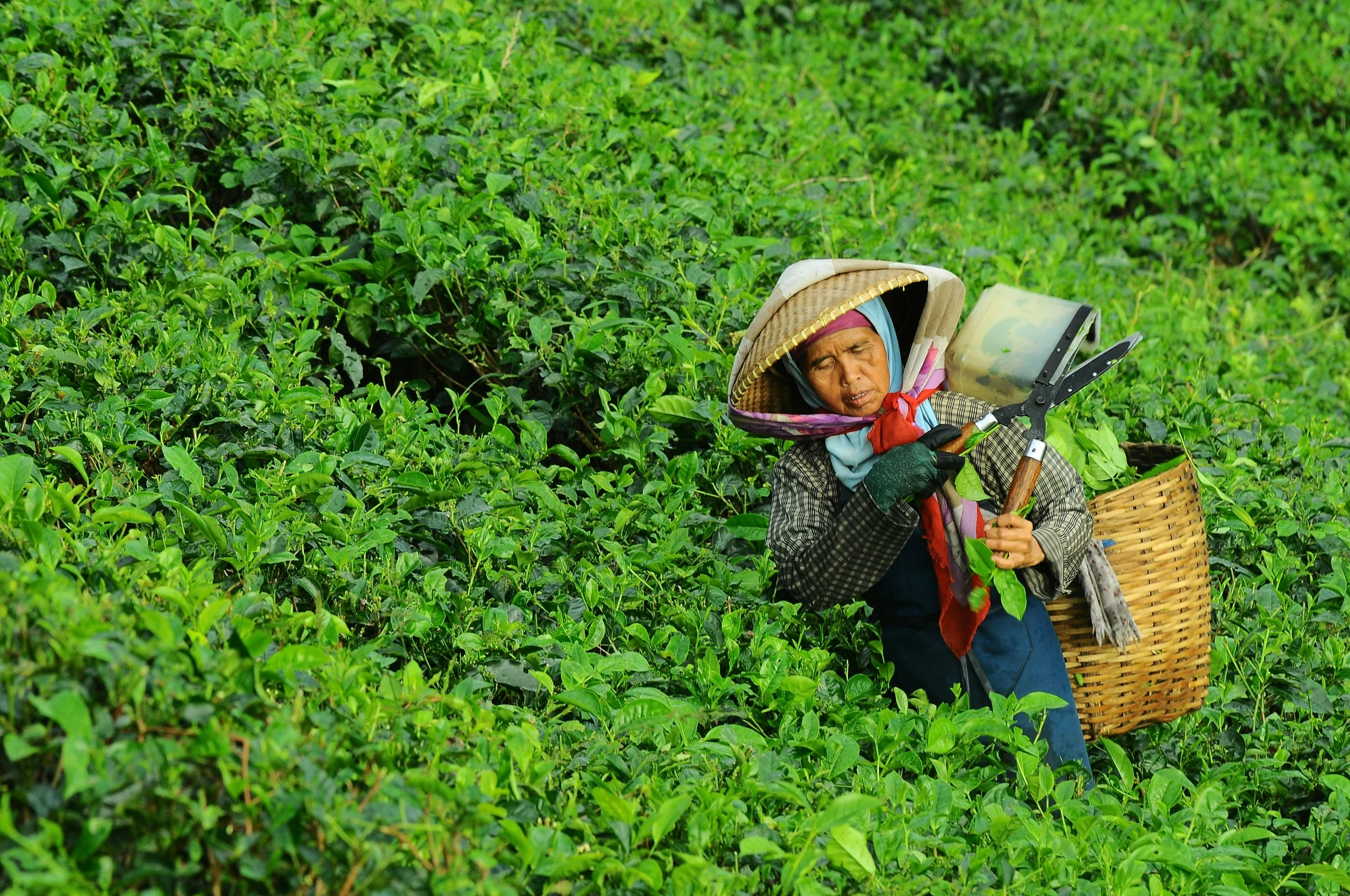 a woman carrying a basket full of produce through a green field