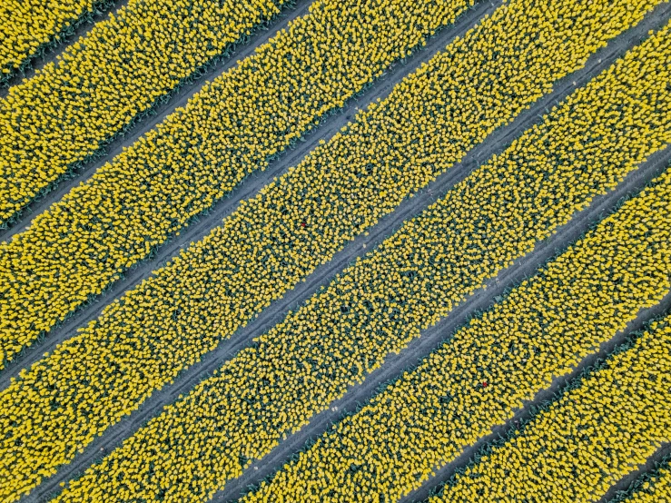 the top view of green grass growing out of a field