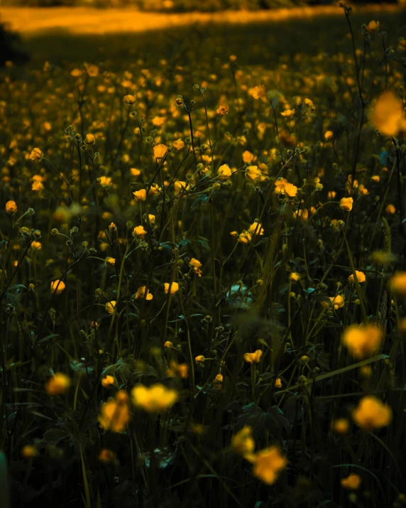 some flowers and the grass in the field