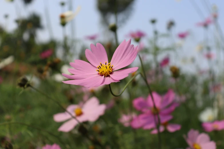 there is a very pretty pink flower in the middle of the field