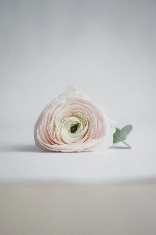 a single rose on a white background with green leaves