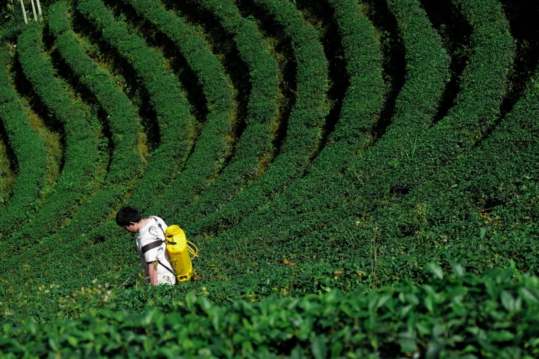 a person standing in front of green bushes, while another person stands near the hedges