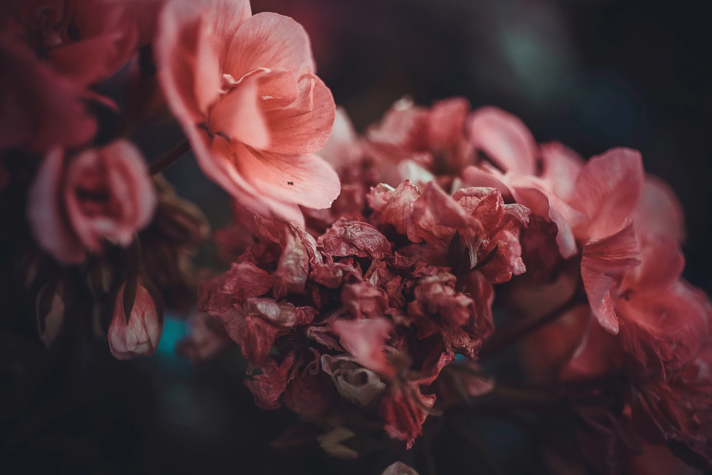 a bunch of pink flowers growing in a dark forest