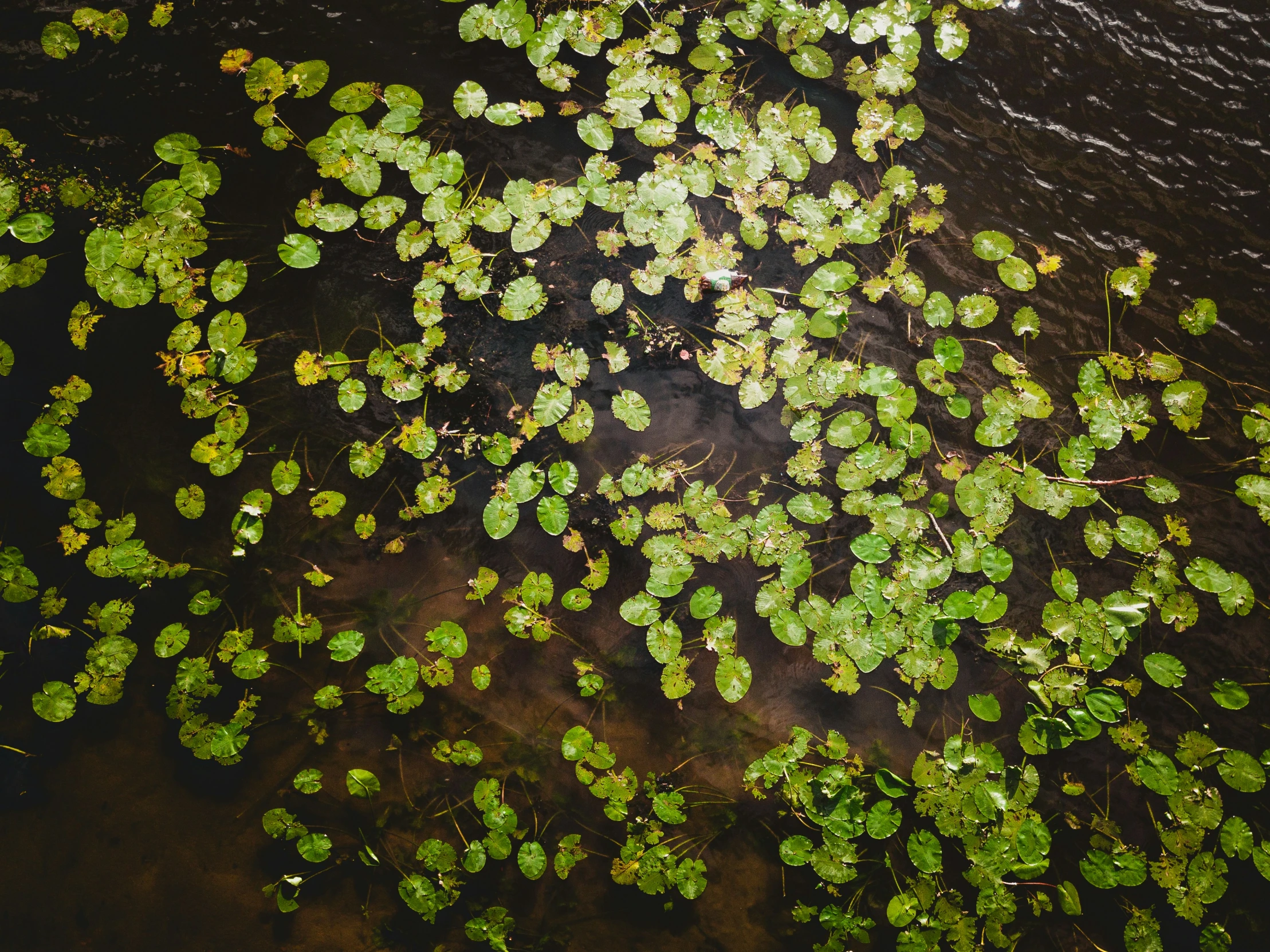 the water looks dark and brown but it is green