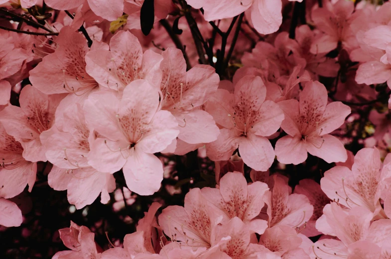 close up of a bunch of pink flowers