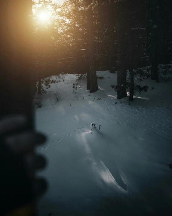 sun flares over a forest in the winter with snow